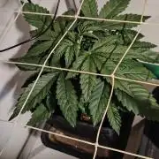 Neville's Rose auto vs CampaCavallo