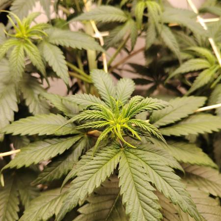 Grizzly Glue 🐻 da CampaCavallo