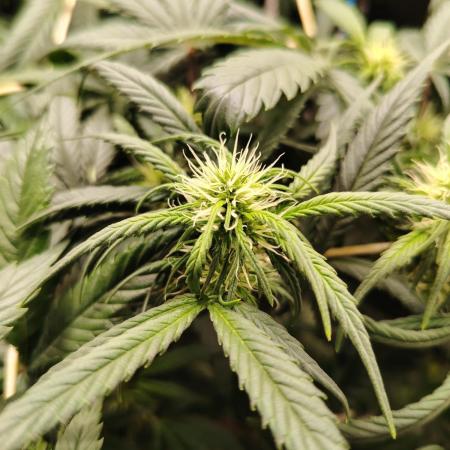 Grizzly Glue 🐻 da CampaCavallo