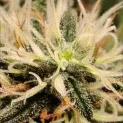 Grizzly Glue 🐻 da CampaCavallo