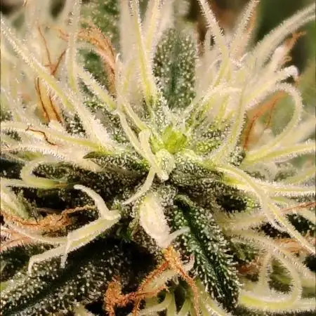 Grizzly Glue 🐻 da CampaCavallo