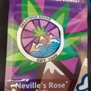 Neville's Rose auto vs CampaCavallo