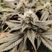 Bay Burger per CampaCavallo 🍔