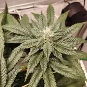 Bay Burger per CampaCavallo 🍔