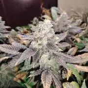 Bay Burger per CampaCavallo 🍔