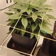 Neville's Rose auto vs CampaCavallo