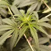 Grizzly Glue 🐻 da CampaCavallo