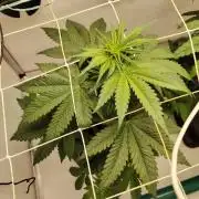 Grizzly Glue 🐻 da CampaCavallo