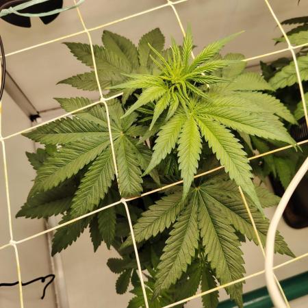 Grizzly Glue 🐻 da CampaCavallo