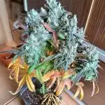 Mimosa Shot alla CampaCavallo