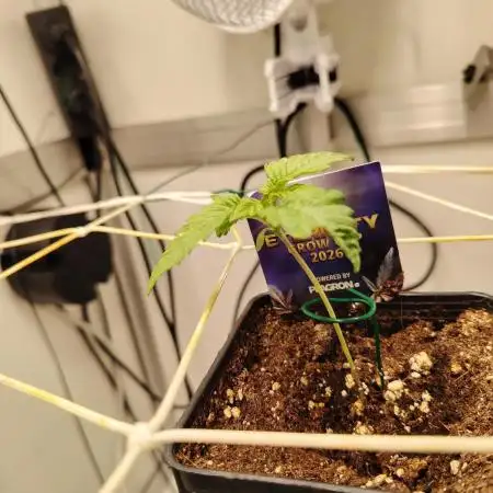 Sticky Broccoli EGC26 CampaCavallo