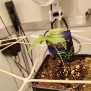 CampaCavallo e Sticky Broccoli on HGC26