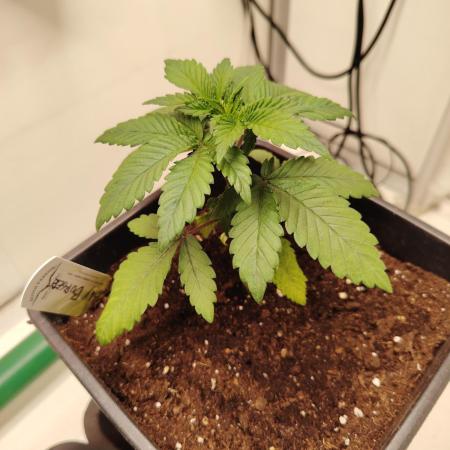 Bay Burger per CampaCavallo 🍔