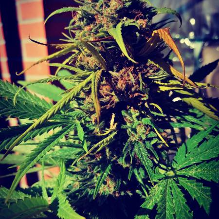 Girl Scout Cookies auto vs CampaCavallo 