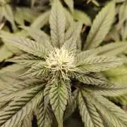 Bay Burger per CampaCavallo 🍔