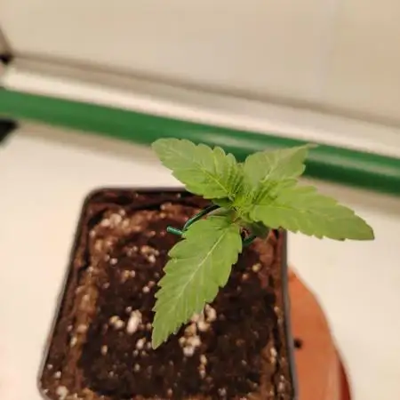 Bay Burger per CampaCavallo 🍔