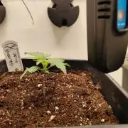 Grizzly Glue 🐻 da CampaCavallo