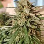 Fast Version A - CampaCavallo 4 SSSC