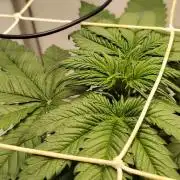 Grizzly Glue 🐻 da CampaCavallo