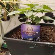 Sticky Broccoli EGC26 CampaCavallo