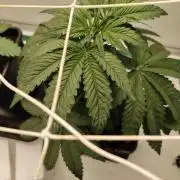 Bay Burger per CampaCavallo 🍔