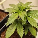 Bay Burger per CampaCavallo 🍔