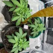 Mixed autos indoor