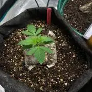 Mixed autos indoor