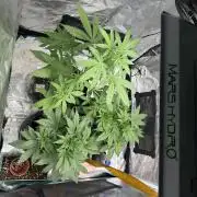 Mixed autos indoor