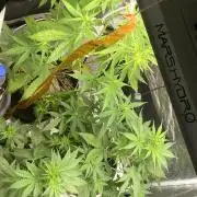 Mixed autos indoor