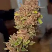 Paradise Pine