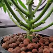 Think Tank & Chimera Cut