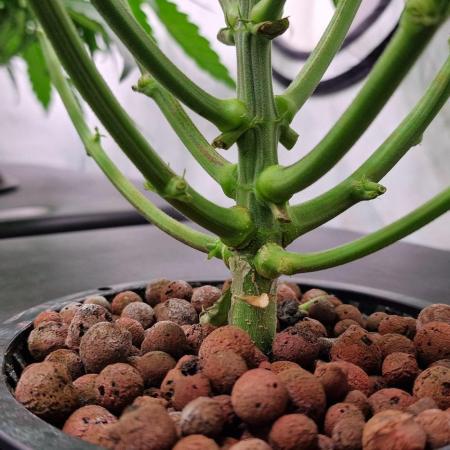 Think Tank & Chimera Cut