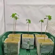 Think Tank & Chimera Cut