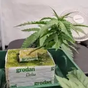 Think Tank & Chimera Cut