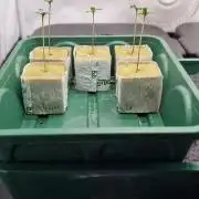 Think Tank & Chimera Cut