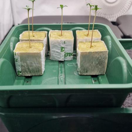 Think Tank & Chimera Cut