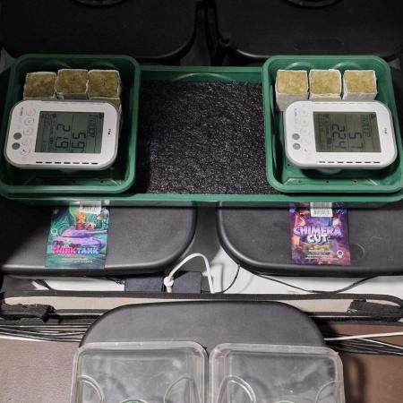 Think Tank & Chimera Cut