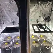 Ruthless cultivation