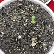 Ruthless cultivation