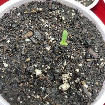 Ruthless cultivation