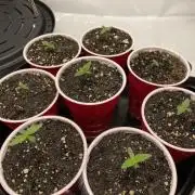 Ruthless cultivation