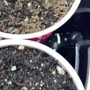 Ruthless cultivation