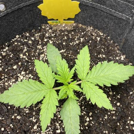 Ruthless cultivation