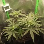 Sunset sherbet outdoor/indoor experiment