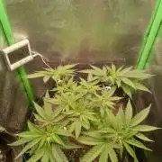 Sunset sherbet outdoor/indoor experiment