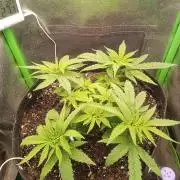 Sunset sherbet outdoor/indoor experiment