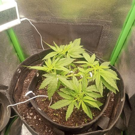 Sunset sherbet outdoor/indoor experiment