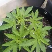 Sunset sherbet outdoor experiment