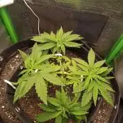 Sunset sherbet outdoor/indoor experiment